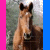 Four horse images arranged in a with text reading "I love Horses" on the right side, featuring brown, white, and black horses against varied backgrounds