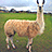 A pixelated image of a light brown llama standing in a grassy field with a blue background containing white text.