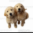 Pixelated static image of two light brown dogs standing side-by-side against a white background, rendered in low-resolution with visible dithering and blocky edges.