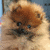 A fluffy brown and white dog with blue eyes appears in four showing slight head movement