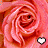 A 48x48 pixel animated buddy icon featuring a pink rose with two frames showing heart symbols changing from white to black.