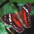 A pixelated butterfly with brown and orange wings rests on green foliage, next to a dark green displaying 'OriginalIcons.com' in bright green text