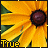 yellow flower icons with dark brown centers, some displaying partial text overlays