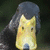 A pixelated image of a character with long dark hair and yellow clothing, next to blue text reading "Ducks have attitudes" on white background.