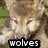 Four wolf images arranged in a , each with 'wolves' text overlay, showing different poses and lighting conditions