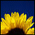 A pixelated sunflower with yellow petals and a dark brown center against a blue background.