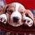 A pixelated close-up of a light-colored dog's face resting on a dark surface against a red background.