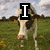 A cow stands in a grassy field with clouds above, overlaid by text reading "I Love Cows!" across three
