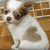 A small dog with white and brown fur sits on a tiled floor, its chest marked by a heart-shaped patch of lighter fur.