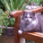 A static image with a red background, blue text reading "Bootsie is my master," and a pixelated photo of a cat on a bench.