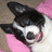 Pixelated image of a black and white animal with pink accents, featuring large ears, dark eyes, and a rounded snout against a light background.