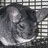 A chinchilla in a cage with background, then the same animal on a solid surface, and finally a light-colored rodent standing on brown bedding