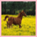 Brown horse in mid-gallop on yellow field with dark green trees background, next to text 'I Love Whiskey' on white.