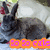Animated bunny icon with dark fur and upright ears, displaying orange and pink text overlays on a blurred background.