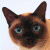 A pixelated Siamese cat with brown and black fur, blue eyes, and upright ears appears on the left side of a split-screen image.