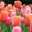 Pixelated image of multiple pink and orange flowers with green stems and leaves against a dark background.