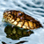 A pixelated fish with brown and yellow scales rests on a dark green leaf against a light blue water background.