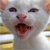 Animals icons for AIM, MSN, MySpace and Yahoo