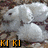 Pixelated image of a white dog with brown background and text overlays reading 'KI KI', 'Go away', 'me sleeping', 'I love My puppy <33' in blue-orange font.