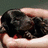 A hand holds a small dark-furred animal while text overlays change across four