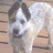A pixelated dog image on a blue background with text reading "I LOVE MY PUPPY" and "MADDE MADDE" in blocky letters.