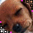 A static image of a dog's face with brown fur, black eyes, and a dark nose, surrounded by pixelated pink and white square patterns.