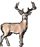deer icons in various poses with antlers, displayed on a gray background