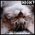 A 50x50 pixel animated contact sheet showing two frames of a cartoon cat's face with