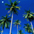 Animated sequence of palm trees against a blue sky with white dots, showing repeated motion across frames.
