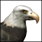 Animated sequence of a bald eagle's head with changing beak and eye expressions against white background.