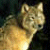 Pixelated static image of a light brown wolf-like animal with upright ears, dark eyes, and a black nose against a dark background.