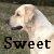 Pixelated image of a light-colored dog with a dark nose and mouth, positioned above the word 'Sweet' in bold black letters on a muted background.