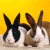 Two rabbits with black, white, and brown fur sit against a solid yellow background; their ears shift position across frames.