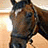 A pixelated horse head image with blue text reading "I love horses!" on a yellow background.