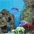 Animals icons for AIM, MSN, MySpace and Yahoo