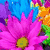 A split-screen image with a pink flower on the left and a brown animal on the right, below which is text reading "Random cute things!" in black and white.