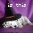 A pixelated cat wearing a witch hat lies on purple fabric with text overlays reading 'is this enough' and 'halloween riley?' in white block letters.