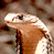 A 4-frame contact sheet showing a cobra's head in various poses with subtle animation changes across frames, displayed on a gray background.