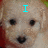A four- shows a light-colored dog's face with cyan text: 'I' in top-left, 'love' in top-right, and 'you' in bottom-left