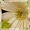 A close-up of a light beige flower with yellow and brown speckled center, green leaves visible on left side.