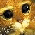 A 50x50 pixel animated buddy icon featuring a close-up of a cat's face on the left, with repeated text and star symbols across an orange background in a contact sheet layout.
