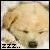 A light-colored dog's face with closed eyes and a dark nose, shown in six with decreasing 'ZZZ' text indicating sleep progression