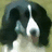 A pixelated dog image with green background text reading 'This Is Max. He Is My Neighbor's Dog. He Rocks!!'