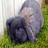 A 48x48 pixel animated buddy icon split into two frames showing a rabbit on grass and pink text reading "rabbit luvr!" in cyan outline.