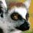Pixelated close-up of a lemur's face with large dark eyes, white fur, and a black nose against a blurred background.