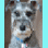 A pixelated dog image with blue and white text labels on a four-quadrant background
