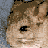 A pixelated animal face with brown and beige fur appears on the left side of a split , while red text reads "Do I Look Like A Coat to you?" in two sections
