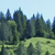 Pixelated landscape with dark green trees against a light blue sky, featuring a grassy foreground and scattered darker patches.