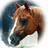 A split-frame contact sheet showing two distinct animated icon frames: a brown horse head on the left and a blue flower with text on the right.