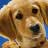 Static close-up of a dog's face with pixelated rendering and blue background elements.